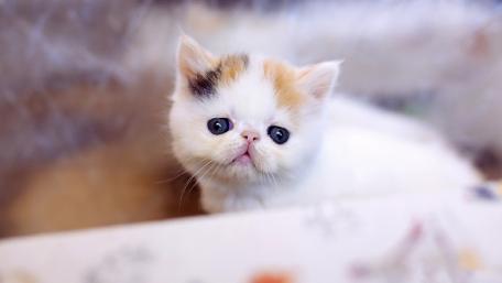 Cute Persian Kitten with Adorable Expression wallpaper