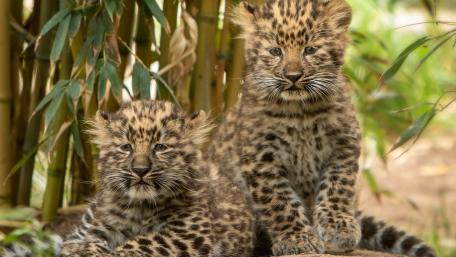 Adorable Leopard Cubs Relaxing Together in Nature wallpaper