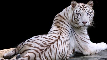 Majestic White Tiger in Serenity wallpaper