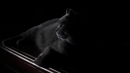 Mysterious Black Cat in Shadows wallpaper