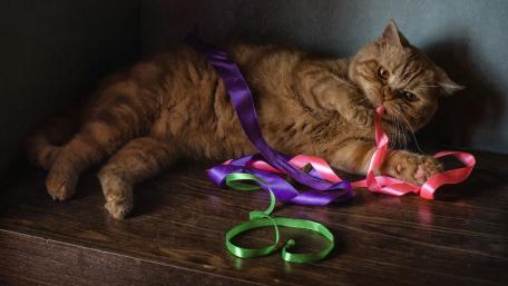 Playful Cat with Colorful Ribbons in Cozy Setting wallpaper