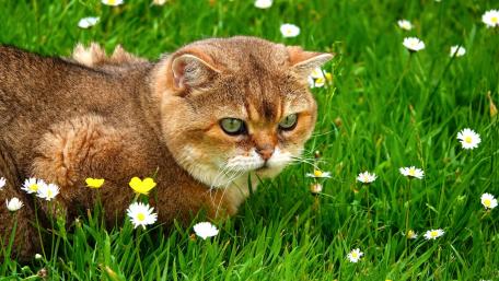 Charming Cat Amidst Blossoming Flowers wallpaper