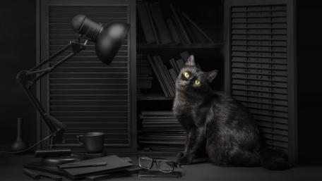 Mysterious Black Cat Amidst Shadows wallpaper