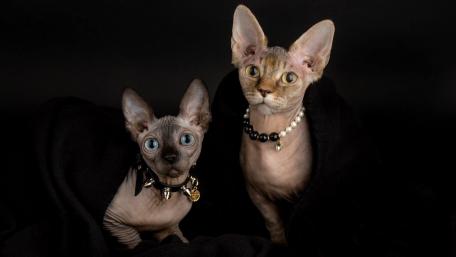 Elegant Sphynx Cats in Stylish Accessories wallpaper