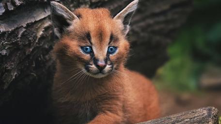 Adorable Wildcat Kitten with Striking Blue Eyes wallpaper