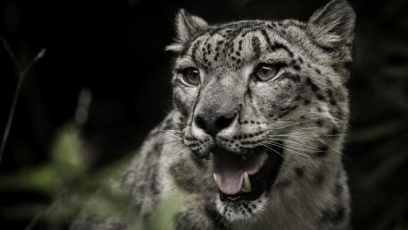 Majestic Snow Leopard in the Wild wallpaper