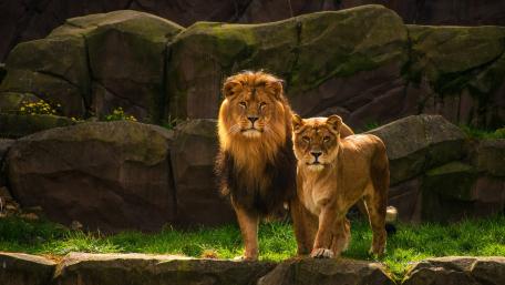 Majestic Lions in Nature's Embrace wallpaper