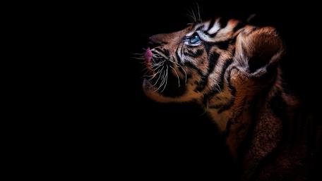 Majestic Tiger in the Darkness wallpaper