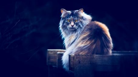 Majestic Cat in Deep Shadows wallpaper