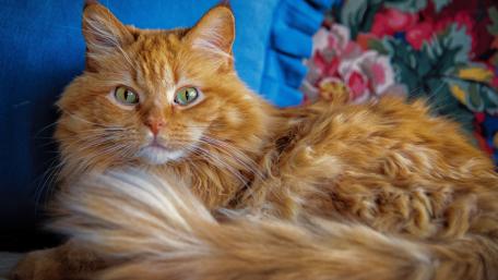 Majestic Ginger Cat Relaxing on a Couch wallpaper