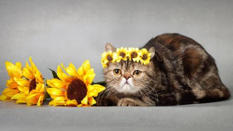 Charming Cat Among Sunflowers wallpaper