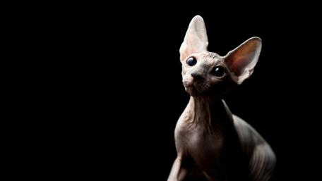 Sphynx Cat Portrait on a Dark Background wallpaper
