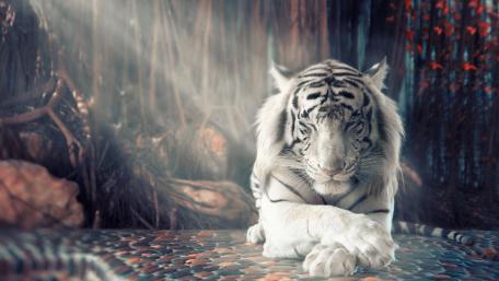 Majestic White Tiger in Soft Light wallpaper