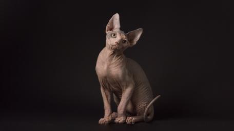 Sphynx Cat Aesthetic Wallpapers wallpaper