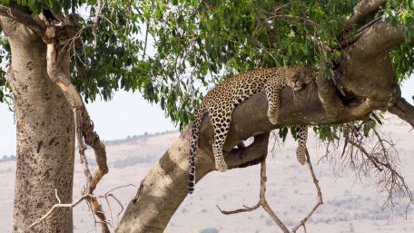 Leopard Relaxing on a Branch in the Wild wallpaper