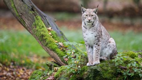 Majestic Lynx in a Natural Habitat wallpaper