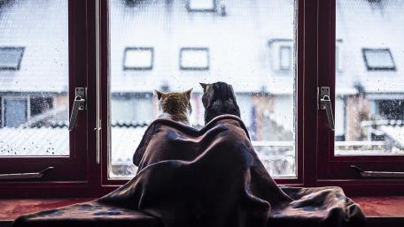 Cozy Cats Watching the Rainfall Outside wallpaper