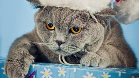Festive Cat in a Santa Hat wallpaper