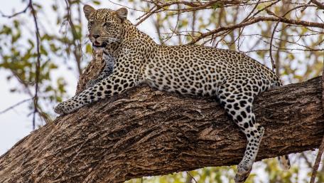Majestic Leopard Relaxing in Nature wallpaper