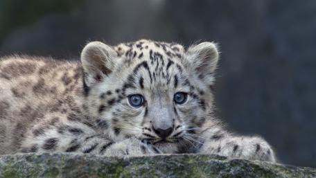 Snow Leopard Cub in a Serene Moment wallpaper