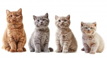 Adorable Cats in a Row Displaying Unique Personalities wallpaper