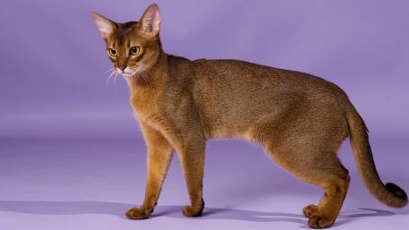 Elegant Feline on a Soft Purple Background wallpaper