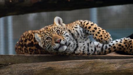 Playful Leopard Cub Relaxing on a Log wallpaper