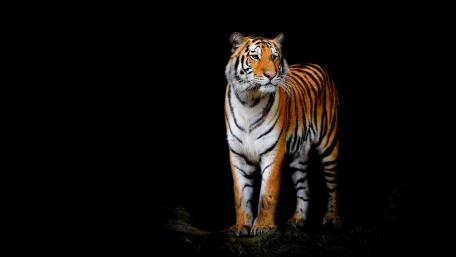 Majestic Tiger in Shadows wallpaper