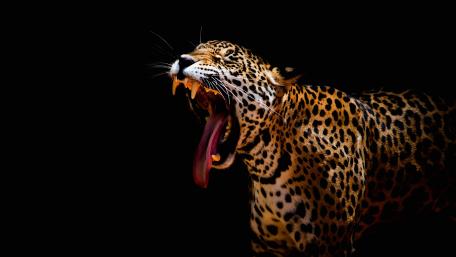 Majestic Yawning Leopard Wallpaper wallpaper