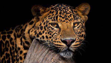 Majestic Jaguar in Stunning Detail wallpaper