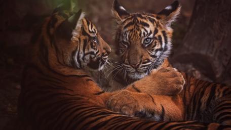 Majestic Tigers in an Intimate Embrace wallpaper