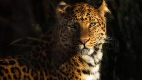 Majestic Leopard in Natural Habitat wallpaper