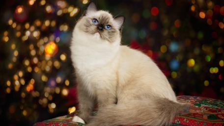 Charming Ragdoll Cat Amidst Festive Lights wallpaper