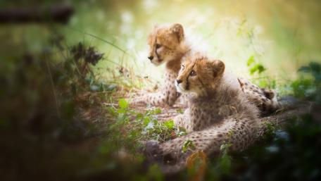 Cuddle of Cheetah Cubs in Nature wallpaper