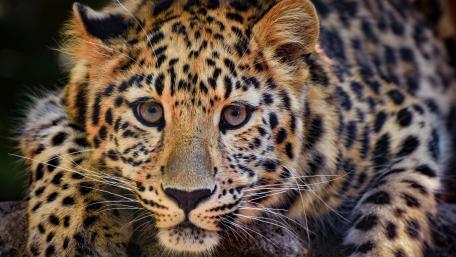 Majestic Leopard Close-Up Wallpaper wallpaper