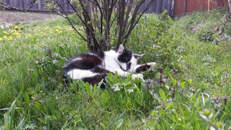 Charming Cat Relaxing in Lush Greenery wallpaper