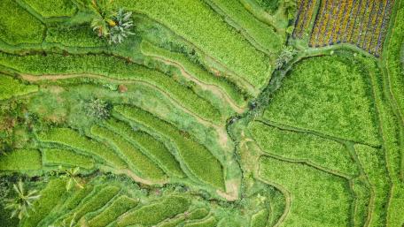 Lush Green Terraces from Above wallpaper