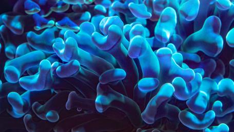 Blue Coral Elegance in 4K wallpaper