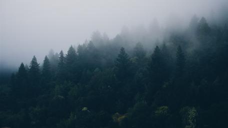 Misty Forest wallpaper