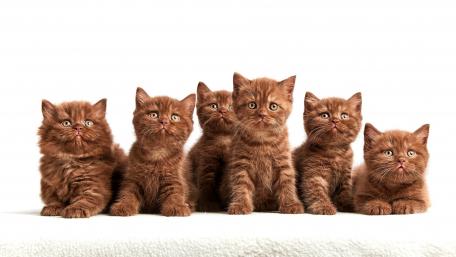Adorable Group of Fluffy Kittens wallpaper