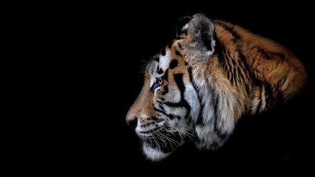 Majestic Tiger in the Shadows wallpaper
