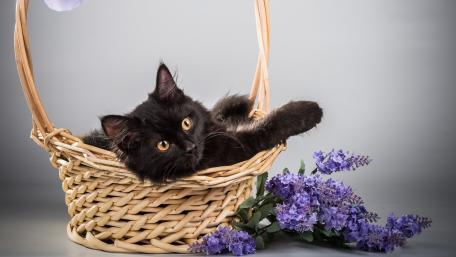 Playful Black Kitten Relaxing in a Basket wallpaper