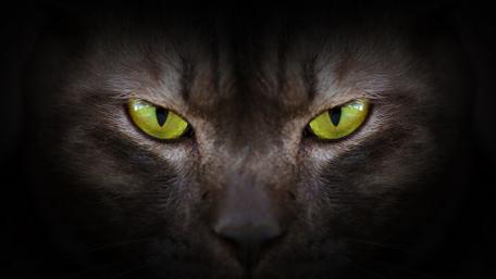 Mesmerizing Green Eyes of a Cat wallpaper