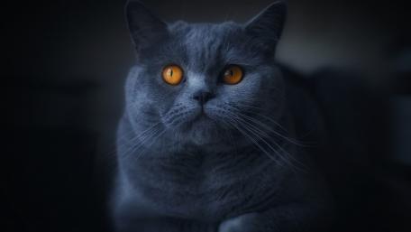 Mystical Gray Cat with Striking Orange Eyes wallpaper