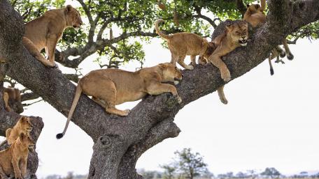 Lions Relaxing in a Tree Canopy wallpaper