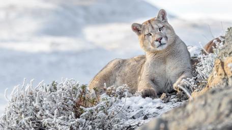 Majestic Mountain Lion in a Winter Landscape wallpaper
