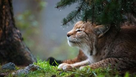 Majestic Lynx in a Woodland Setting wallpaper