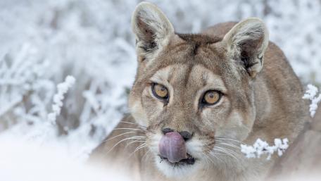 Majestic Cougar in a Snowy Landscape wallpaper