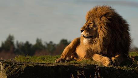 Majestic Lion in Natural Habitat wallpaper