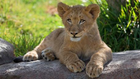 Majestic Lion Cub Relaxing in Nature's Embrace wallpaper